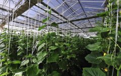 大棚用臭氧防治病蟲(chóng)有效果嗎,用多大的臭氧機(jī)呢？